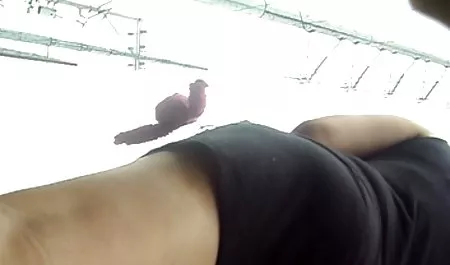 Zwei ચોદવુ જુવાન momma મરઘી અલ્સ dank વહીવટી